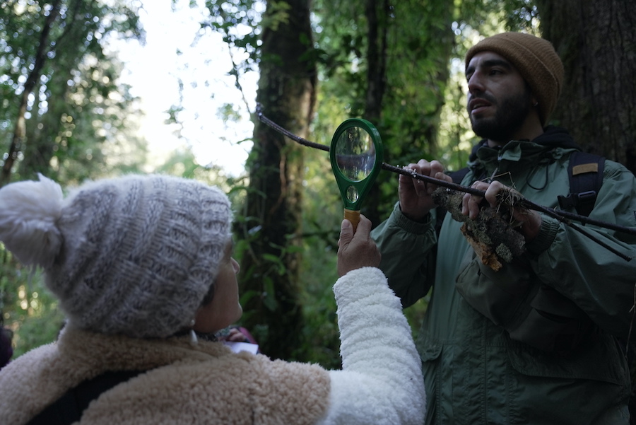 DESCUBRIENDO EL INCREÍBLE MUNDO DEL REINO FUNGI EN EL PARQUE NACIONAL ALERCE ANDINO